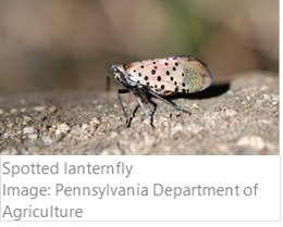 Spotted Lanternfly: This piercing, sucking insect feeds on sap from a variety of trees including apples, cherries, grapes, plums and walnut, and also on hops. While not yet found in Washington, the lanternfly has been intercepted in California as a hitchhiker on goods coming from the eastern United States where it is established.