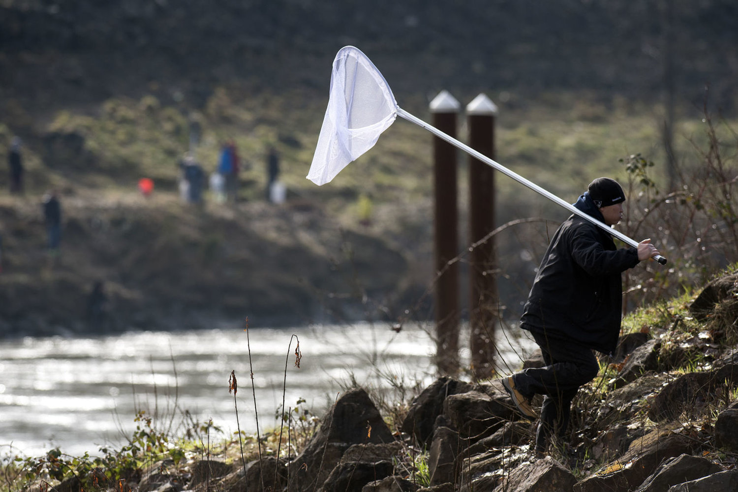 Half-day smelt dip opens on Cowlitz River after 35,000 pounds netted on  Valentine's Day