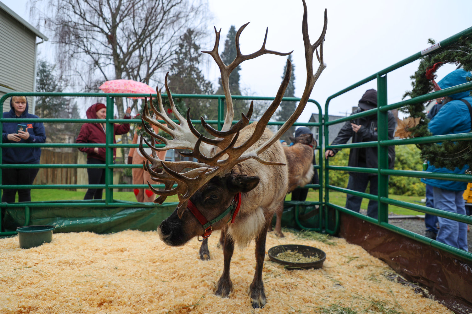 Locals gather to meet Bunny and Victor, the reindeer at the Ridgefield Hometown Celebration, Dec. 7. 