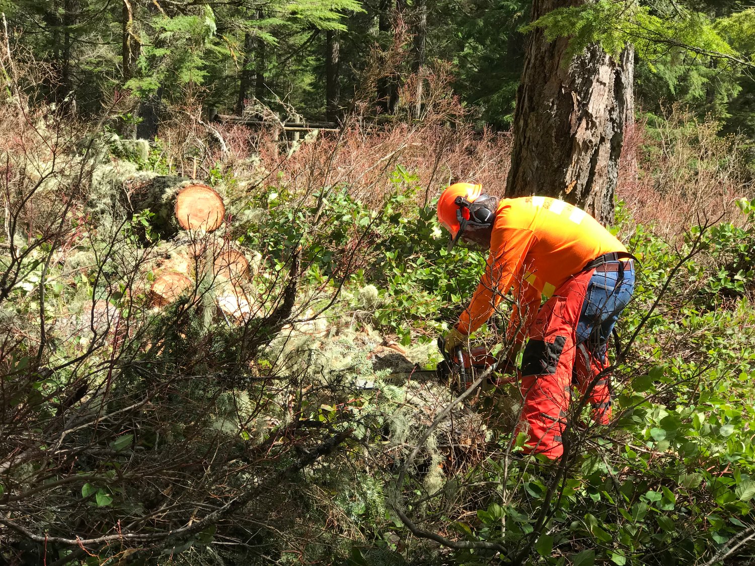 Glenn Hallberg cuts out downed hazard trees at the Kalama Horse Camp during a Mount St. Helens Chapter regional work party.