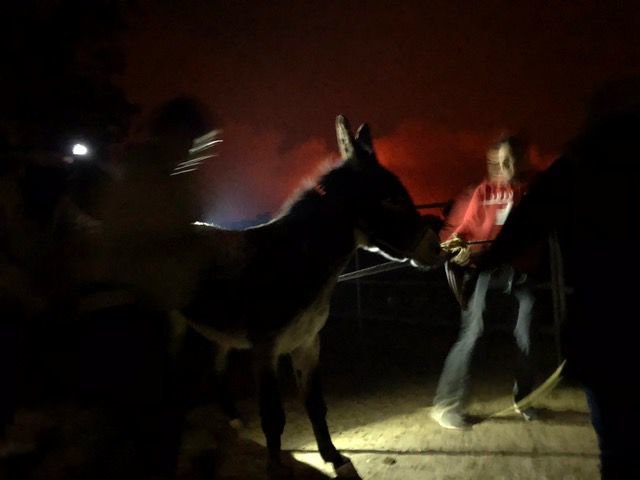 This photo snapped from a cell phone shows an animal control officer trying to load a donkey during a California wildfire that swept through the ranch where Steve Rother and Francesca Carsen were housing their animals.  All animals including horses, goats, chickens and donkeys were safely evacuated. 
