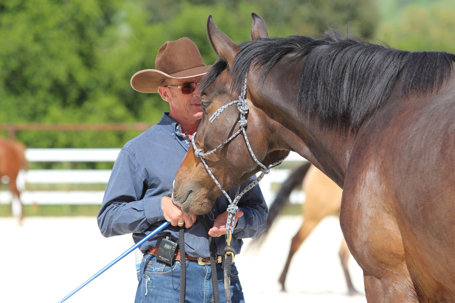International horse trainer and headliner for the Washington State Horse Expo, Warwick Schiller, works with a horse during a recent training session. 