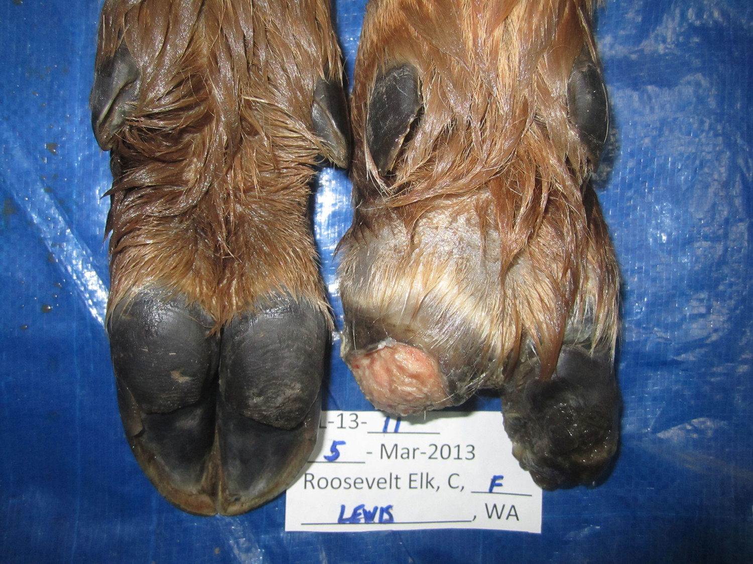 Treponeme-associated hoof disease causes the hoofs of elk to grow long, become deformed and in some cases break off, which forces the animal to walk around on the bone.