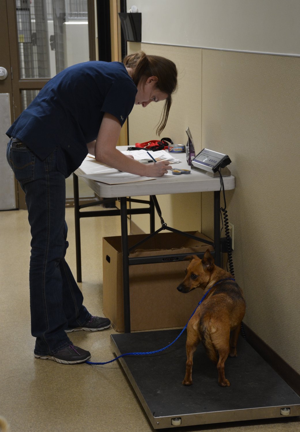 Humane Society of Southwest Washington Animal Transportation Assistant Kelsay Apling checks in one of a dozen dogs received by the shelter from Texas following Hurricane Harvey. 