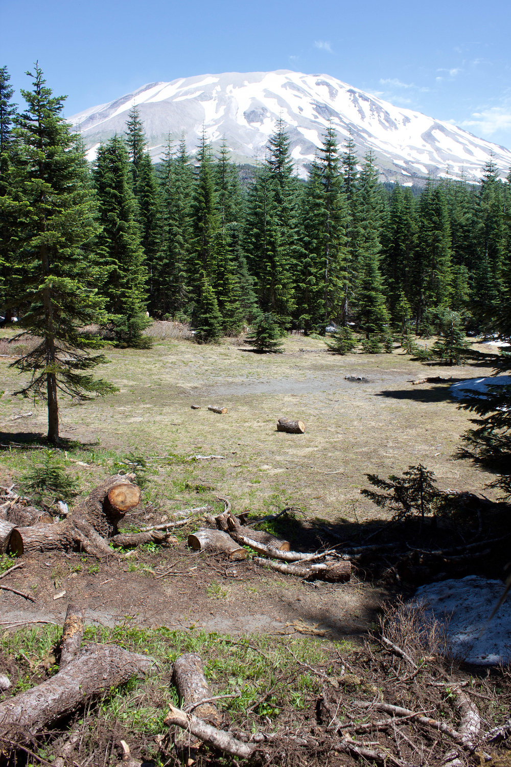 A meadow along the Toutle Trail, two miles from Blue Lake. 