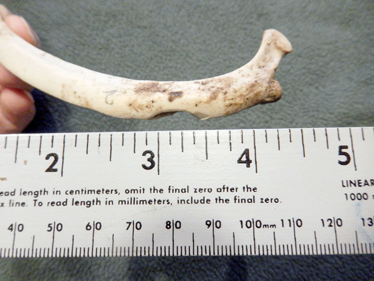 ANOTHER BONE SHOWS an imprint of a human-like tooth, according to Mitchel Townsend.
