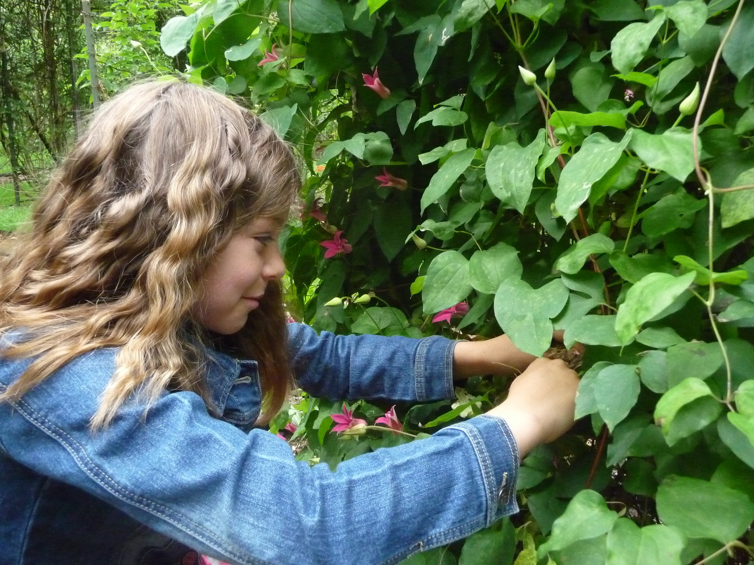 EMMA WALKER, 10 years old, is deadheading “Princess Diana’’ with all the ease of an expert gardener. Photo courtesy of Viki Eierdam