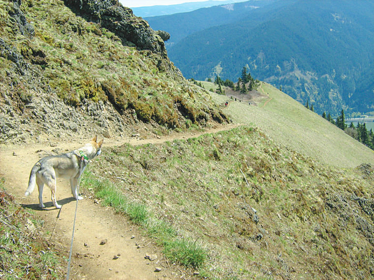 DOGS SHOULD BE kept leashed on heavily used trails such as Dog Mountain in the Columbia River Gorge, shown here. A leash keeps the pet safe in precipitous terrain and is courteous to other hikers. Photo by Steve Kadel