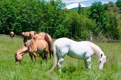 OWNER CHUCK COWAN HOPES to establish Mustang Mountain Ranch as a premier horse rehabilitation center, as well as destination for recreational riders throughout the Pacific Northwest.
