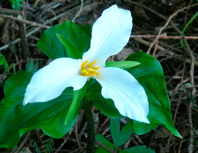 WHILE TRILLIUM are beautiful to look at they are also extremely fragile, and picking them seriously injures the plant by preventing the leaf-like bracts from producing food for the next year, often effectively killing the plant and ensuring none will grow in its place. Photo courtesy of FH Browne.