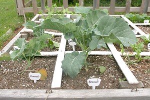 Mary Fran Fryer  / The Chronicle
Broccoli, cabbages and other vegetables grow between marked squares in this square foot garden at Borst demonstration gardens.