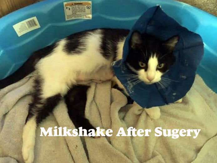 Milkshake is recovering after her surgery. During her ordeal, the cat gained a following on Facebook.