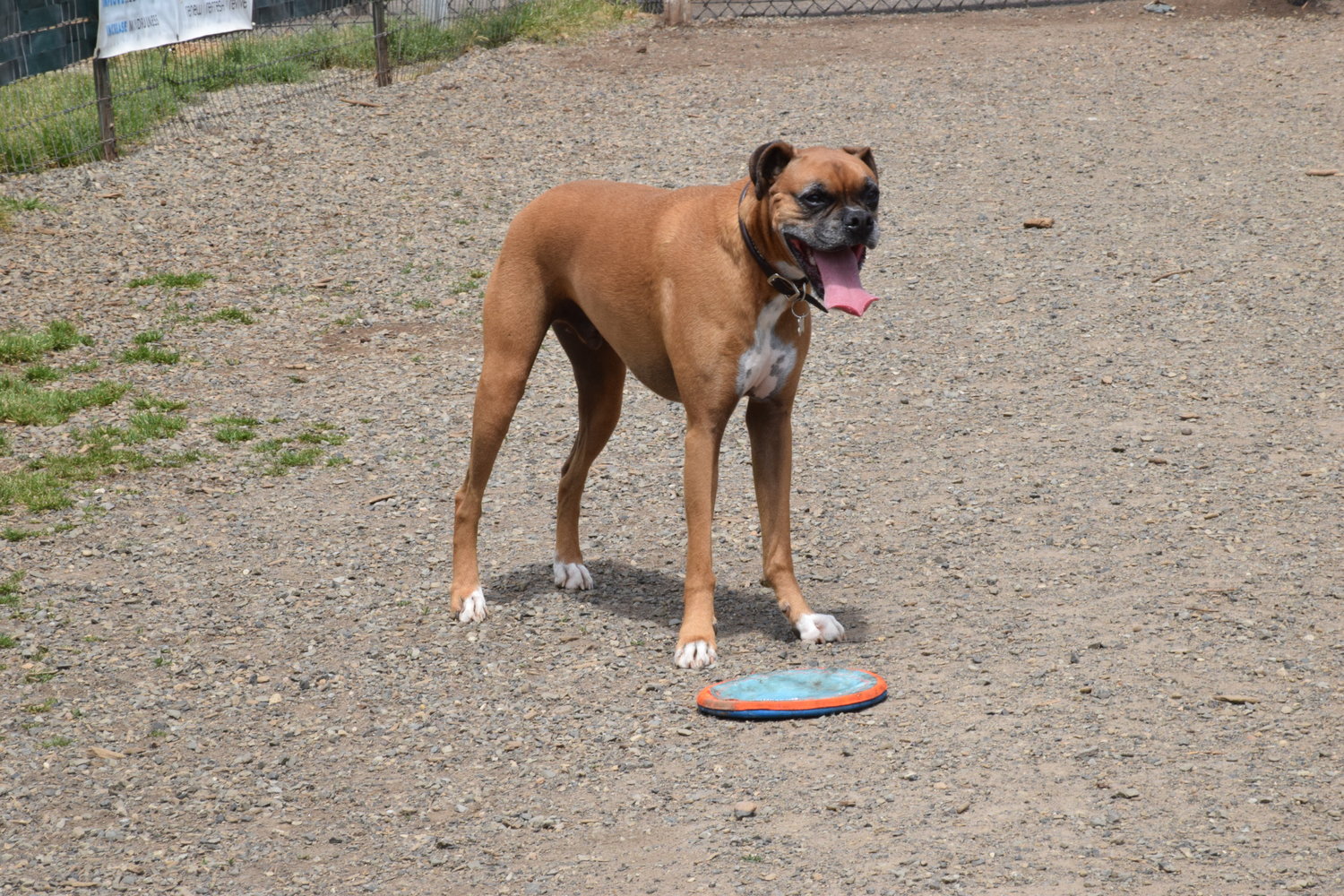 Bosco the Boxer stands by his prize, a disc toy, at Lucky Dog Park in Brush Prairie May 8.