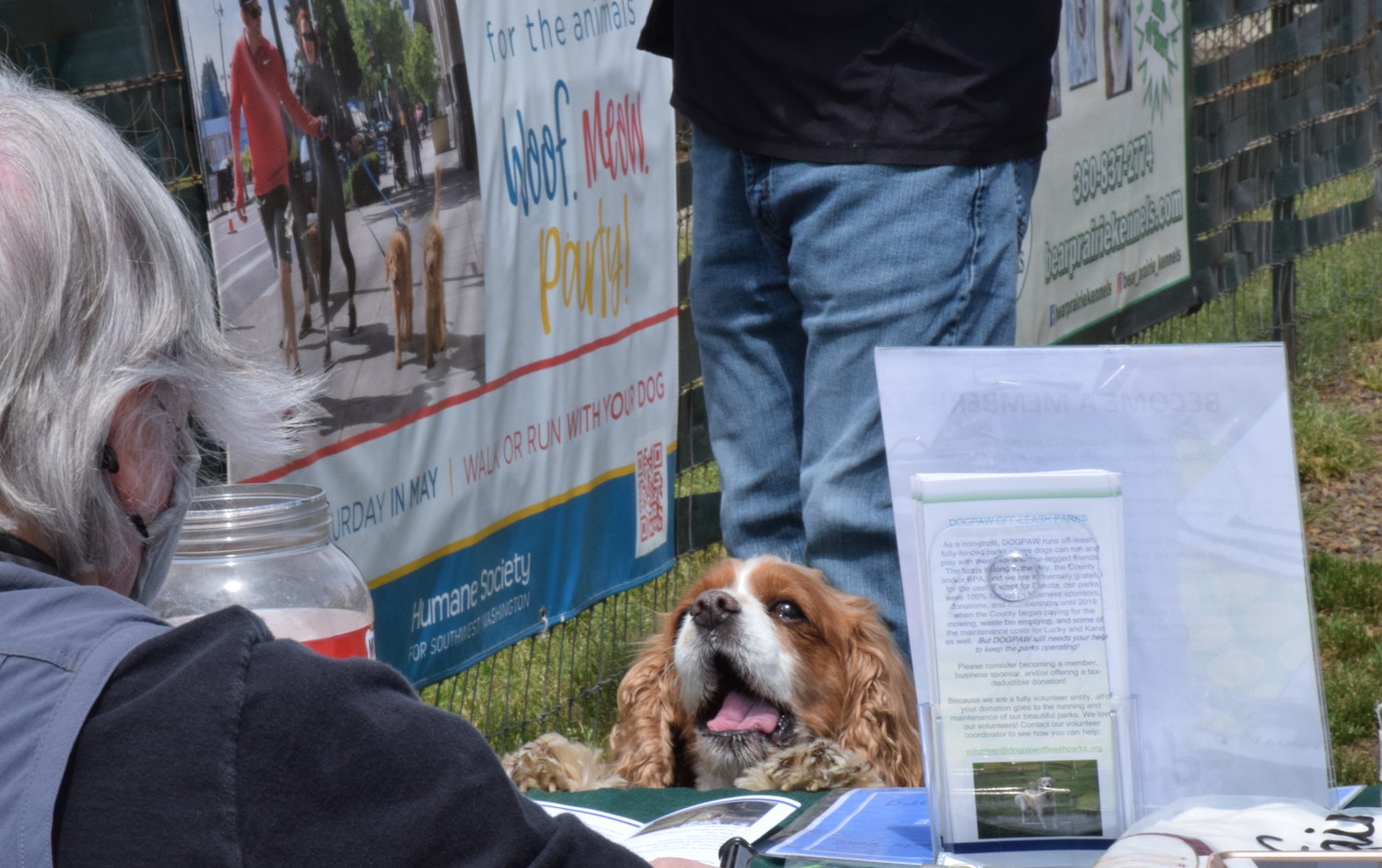 Chauncey, the Cavalier King Charles Spaniel owned by DOGPAW President Sally Jenkins, greets DOGPAW Treasurer Donna Clark during a cleanup event at Lucky Dog Park in Brush Prairie May 8.
