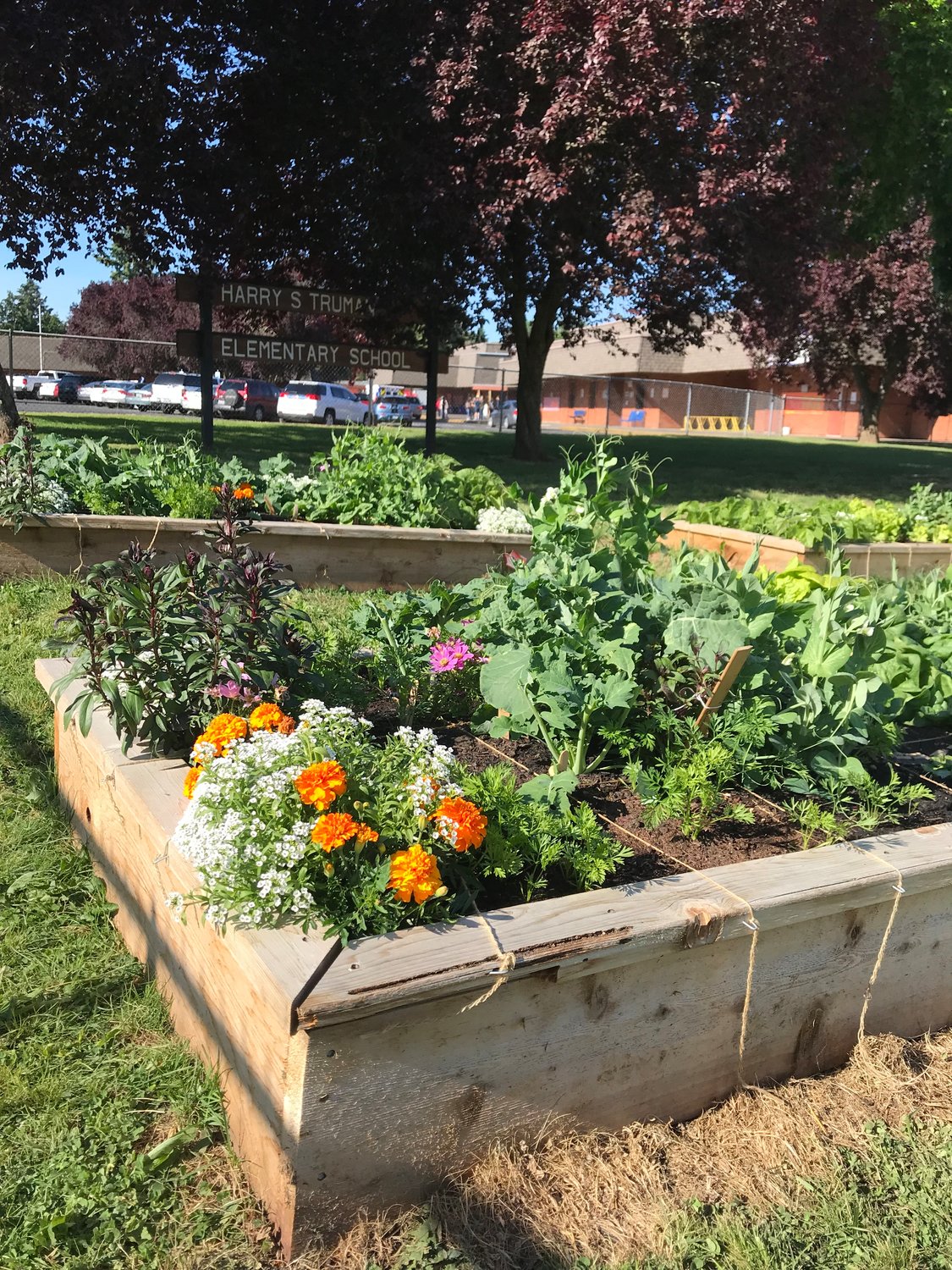 Students at Harry S. Truman Elementary School in Vancouver planted a “school garden” a couple seasons ago.