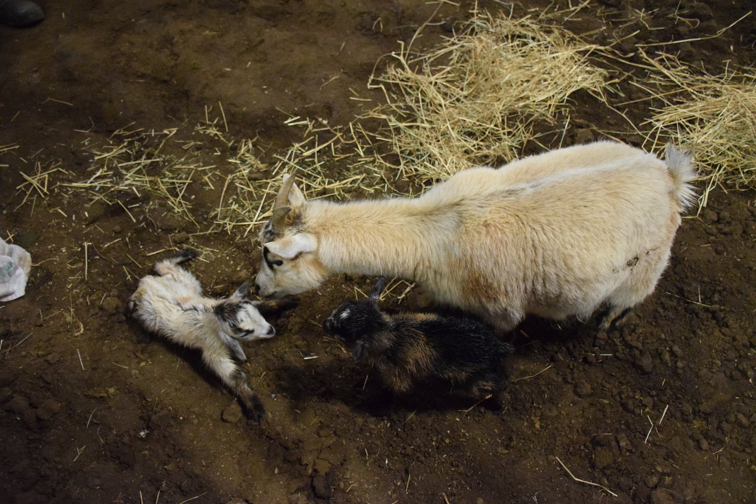 Luna, a pygmy goat owned by Connie Lund, takes care of two newborn boys at the Clark County Saddle Club May 22.