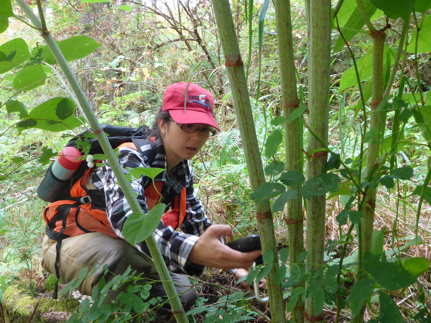 A Washington Service Corps member documents a Japanese knotweed patch along the East Fork Lewis River.