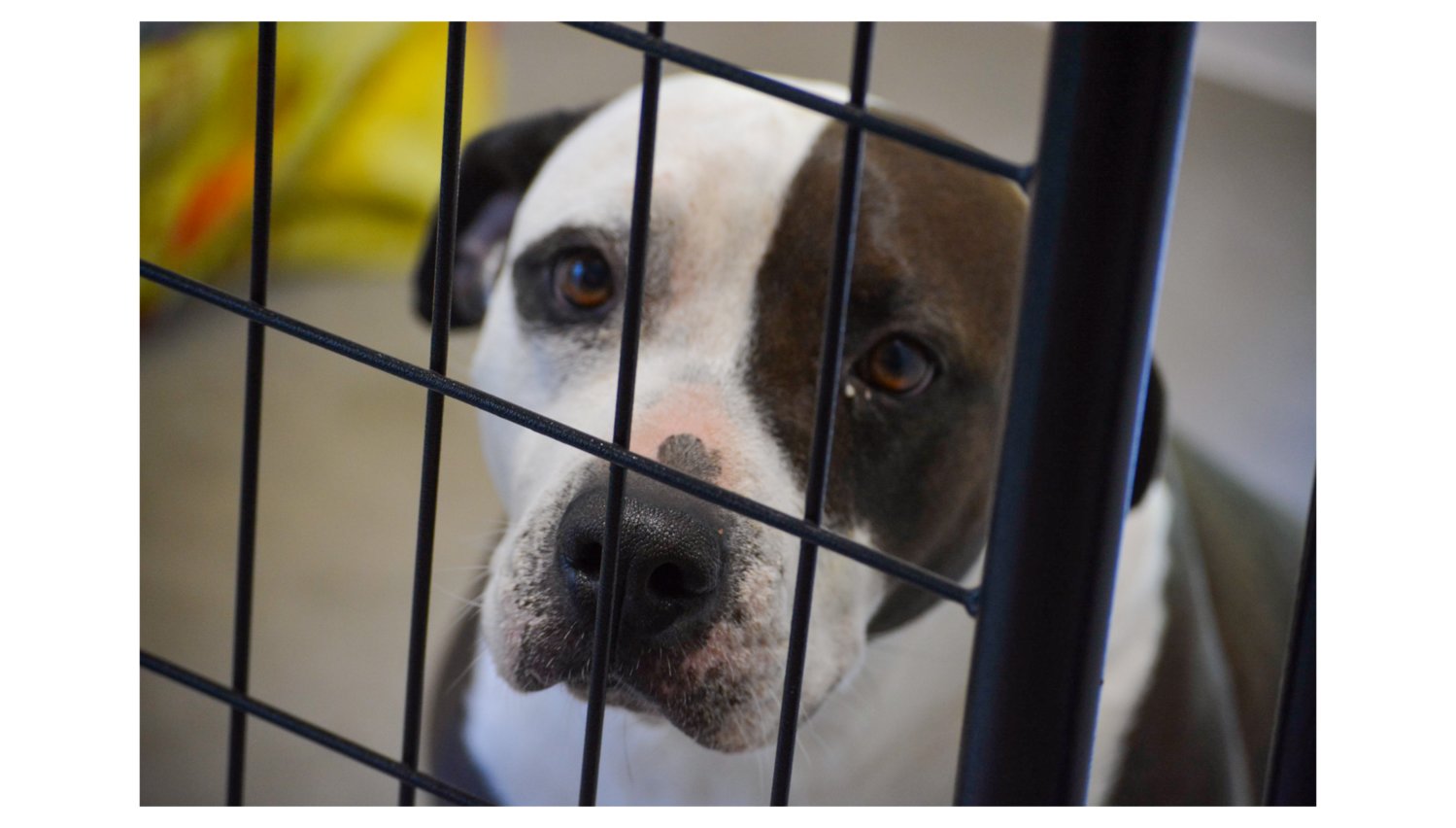 Animal shelter receives increase in volunteer interest, but more returns |  The Reflector