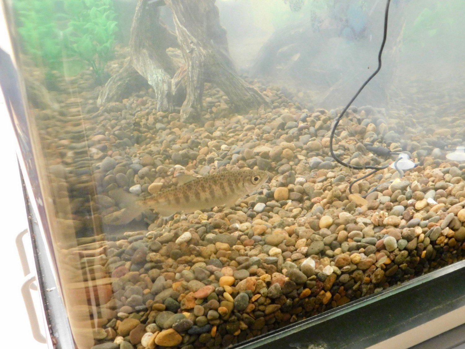 A young salmon is pictured inside one of the "Salmon in the Classroom" tanks at Union Ridge Elementary School in Ridgefield prior to being released.