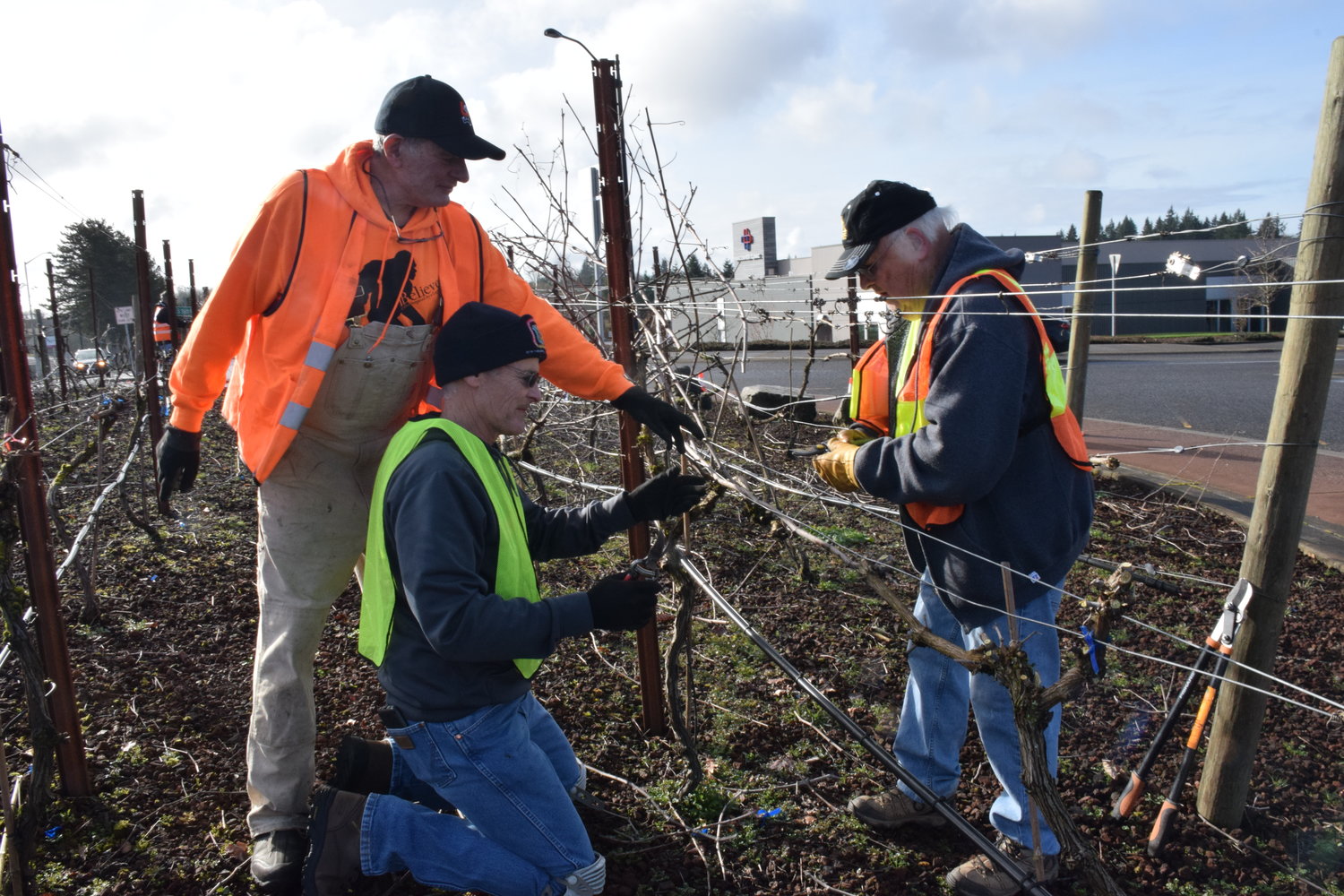 From left, Ridgefield councilors Ron Onslow and Rob Aichele, alongside resident Clyde Burkle, examine one of the vines at the 56th Place and Pioneer Street roundabout on Feb. 5.