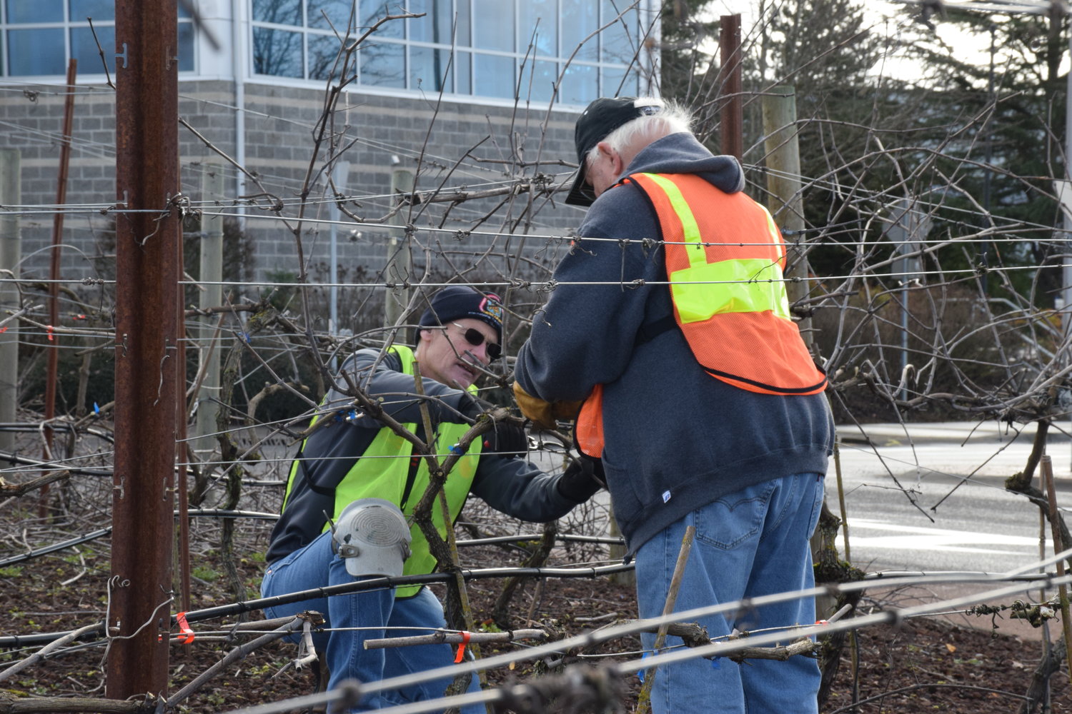Ridgefield City Councilor Rob Aichele, left, and city resident Clyde Burkle prune a grape vine at the 56th Place and Pioneer Street roundabout on Feb. 5.