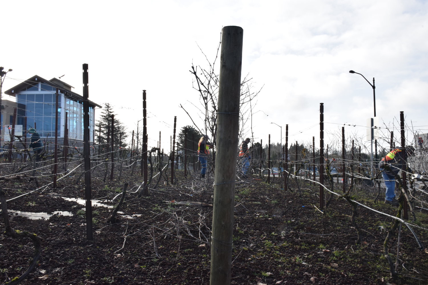 Volunteers work to prune grape vines at the 56th Place and Pioneer Street roundabout on Feb. 5.
