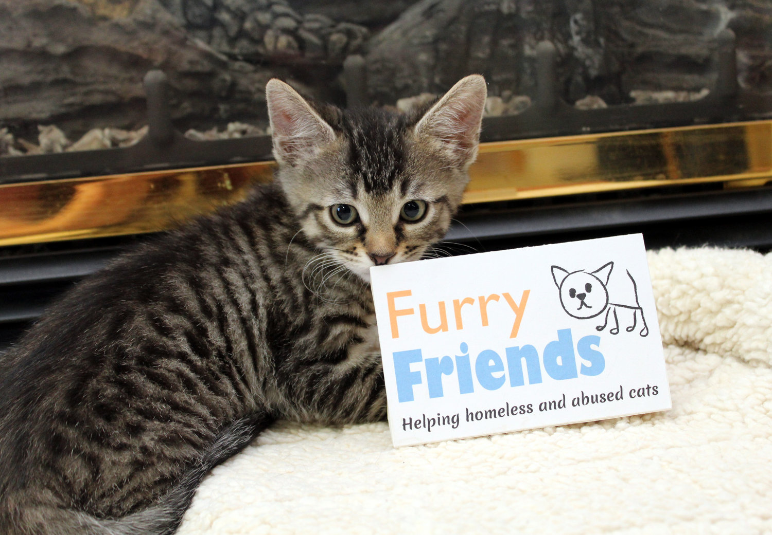 Hugo the cat holds a sign for Furry Friends.