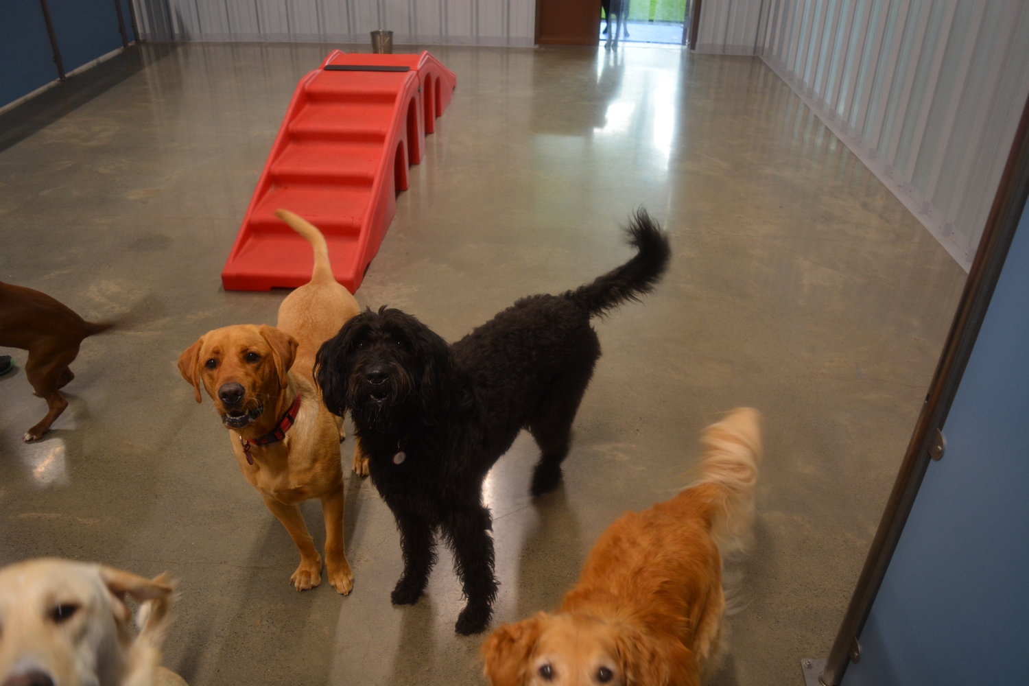 A group of dogs at Camp Bow Wow in Ridgefield are pictured in a play area as the animals are greeted by a visitor on May 25.