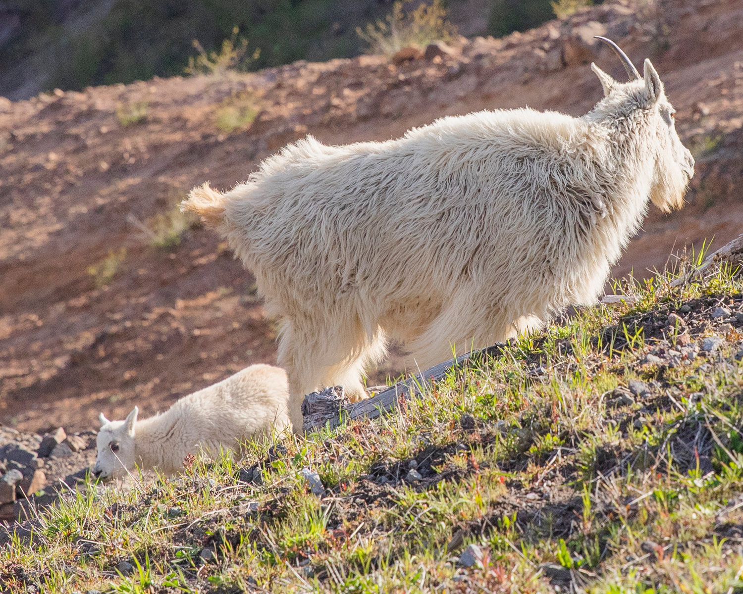 A mountain goat and kid graze below a trail in the Mount Margaret Backcountry in the Gifford Pinchot National Forest on June 8 near Mount St. Helens.