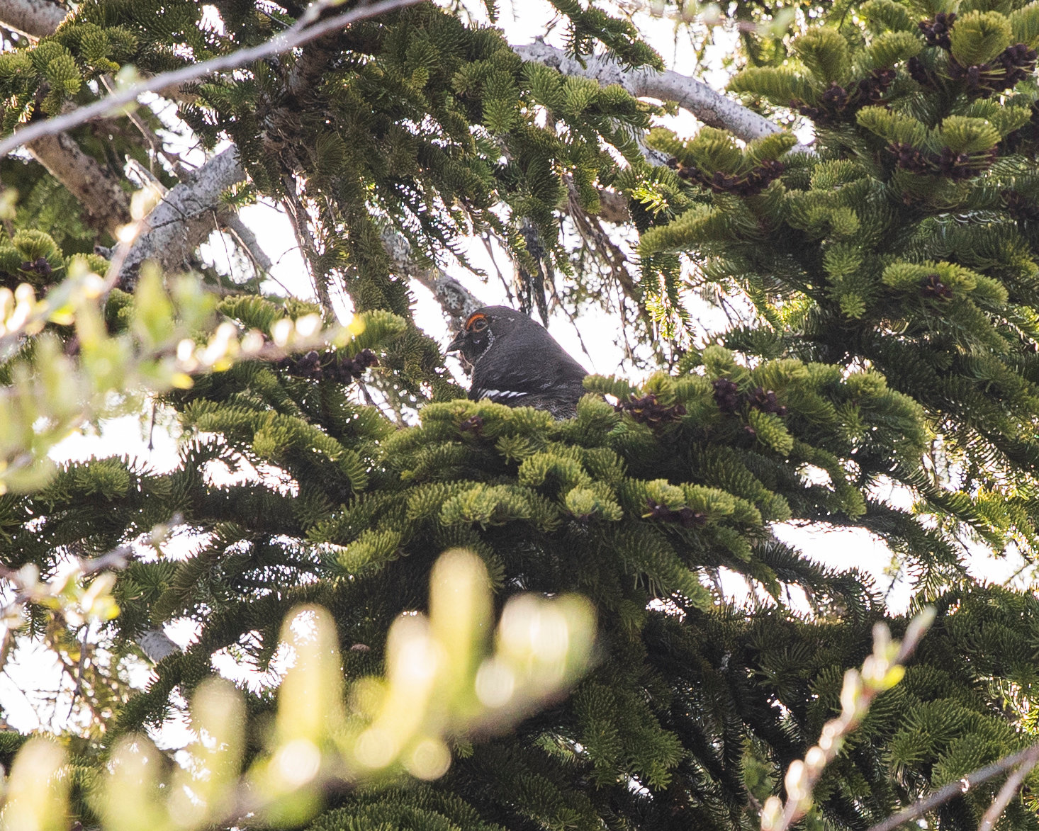 A Spruce Grouse sounds off from a tree near the entrance to the Mount Margaret Backcountry in the Gifford Pinchot National Forest on June 8 near the Johnston Ridge Observatory.