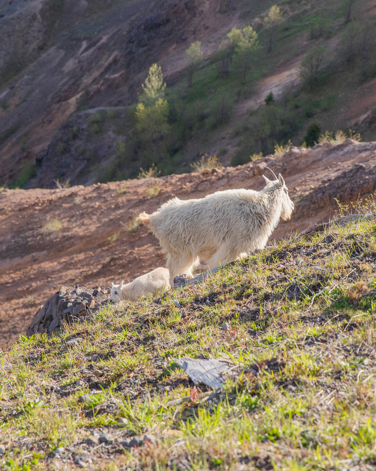 A mountain goat and kid graze below a trail in the Mount Margaret Backcountry in the Gifford Pinchot National Forest on June 8.