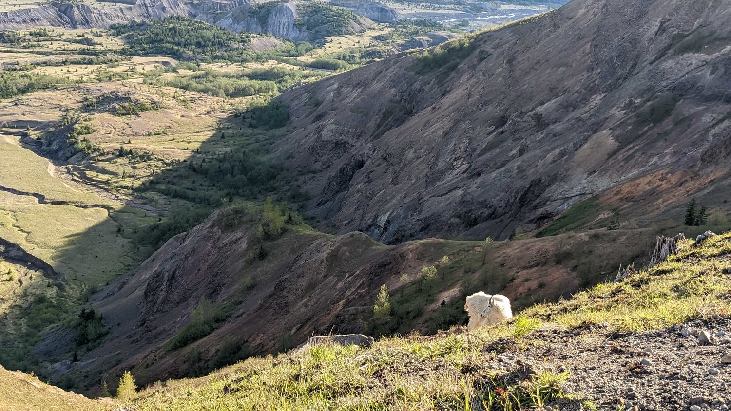 A mountain goat grazes below a trail in the Mount Margaret Backcountry on June 8 near Mount St. Helens.