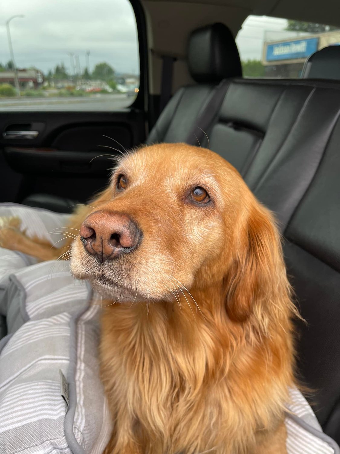 A dog sits in the car before going on a ride.