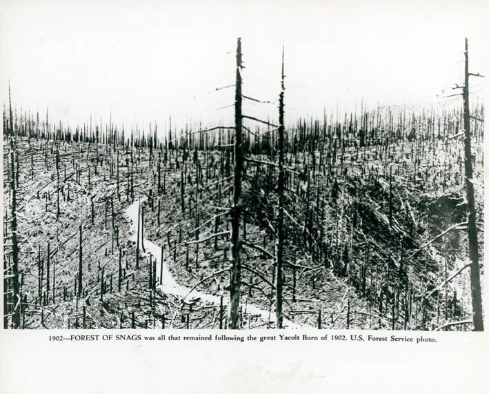 The “Forest of Snags” was destroyed by the Yacolt Burn of 1902.