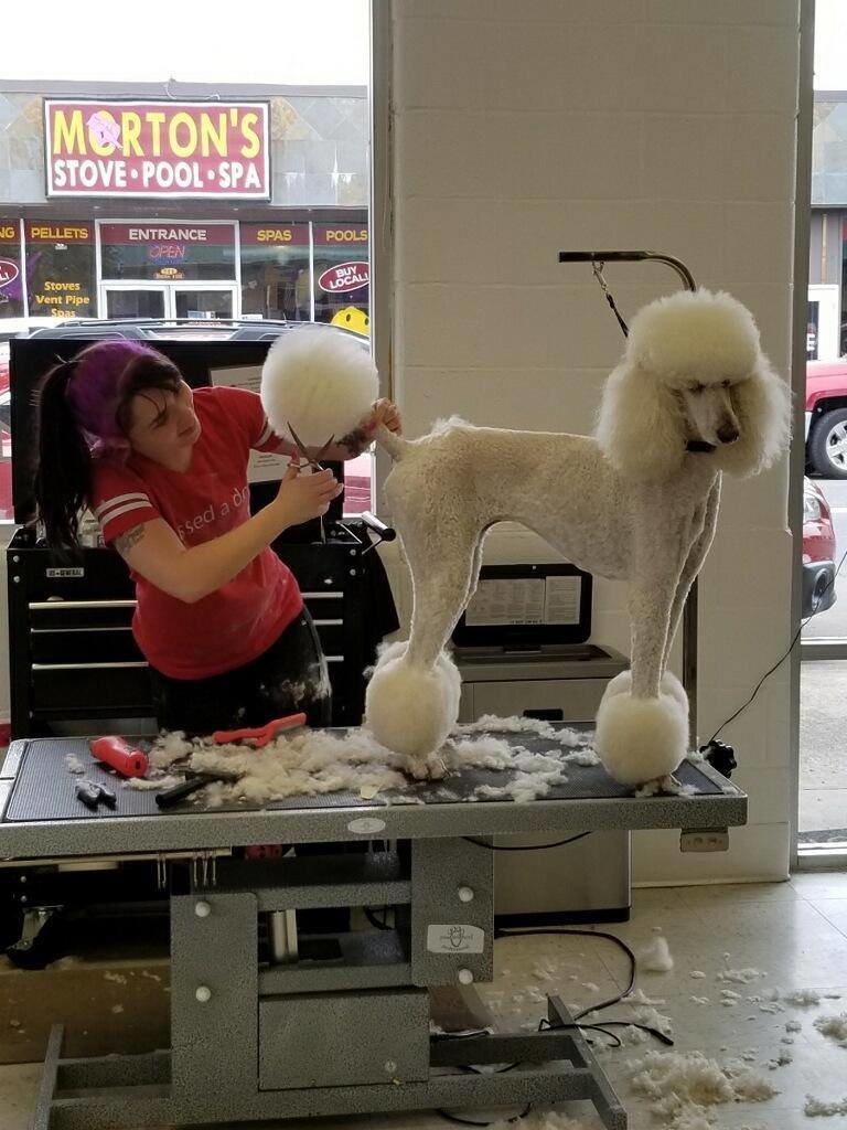 A groomer trims hair on a poodle at Wags N’ Whiskers 
in Battle Ground.