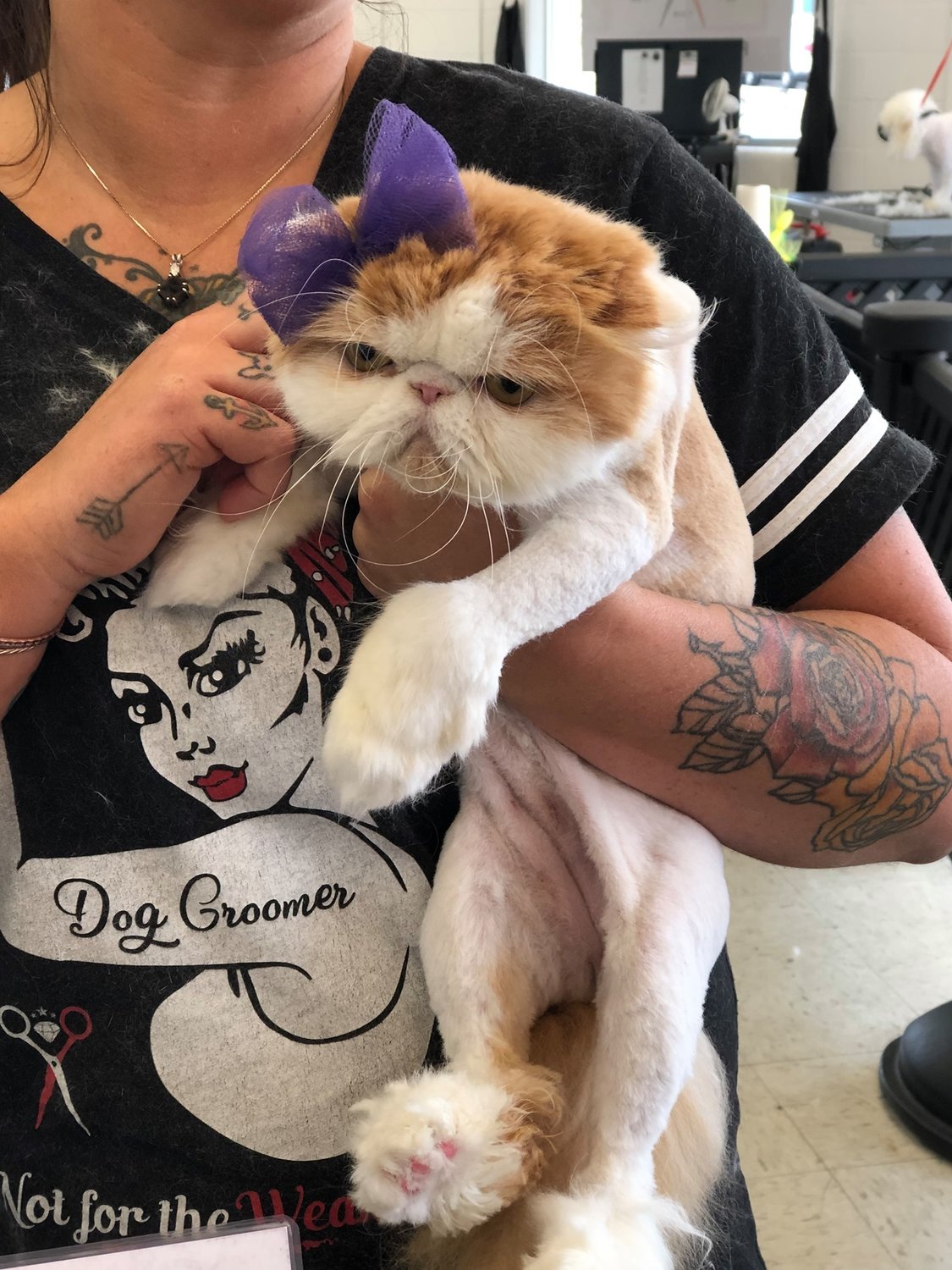 Staff at Wags N’ Whiskers in Battle Ground hold a cat with a bow on its head.