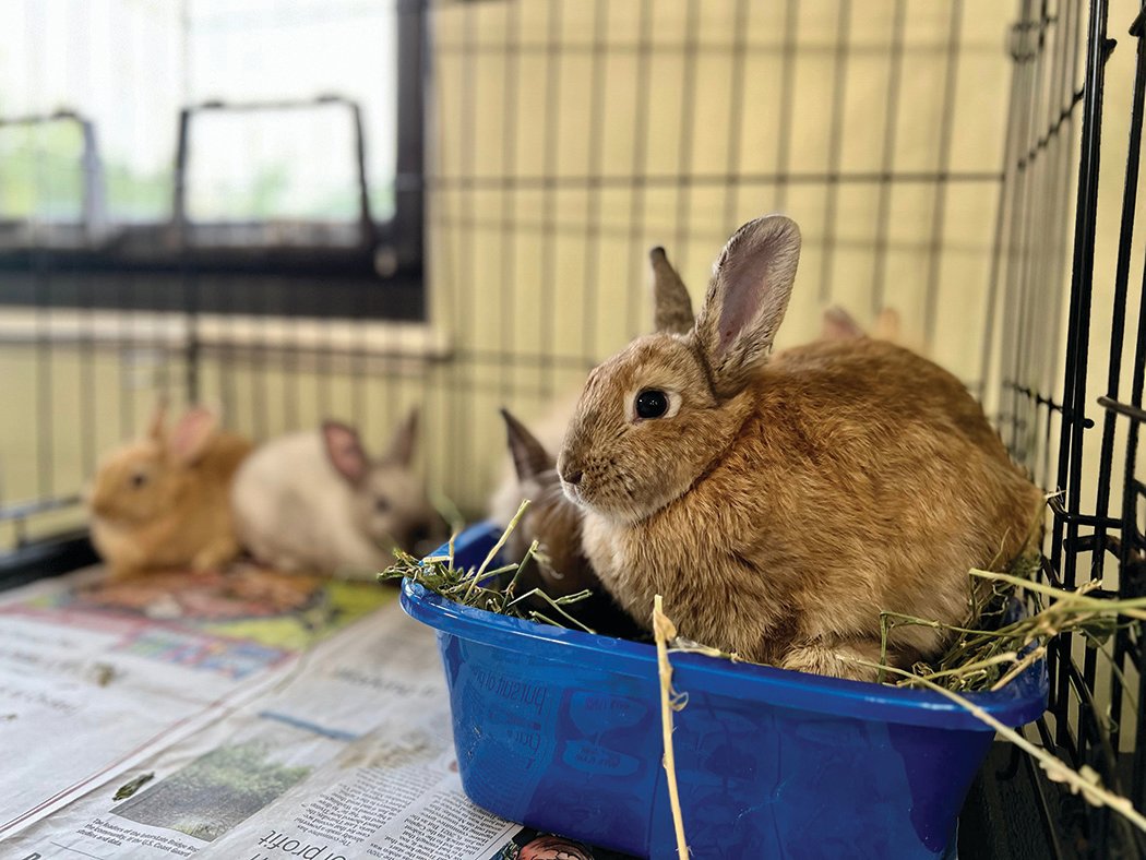The Humane Society for Southwest Washington took in 94 rabbits that were rescued from a home in Vancouver.