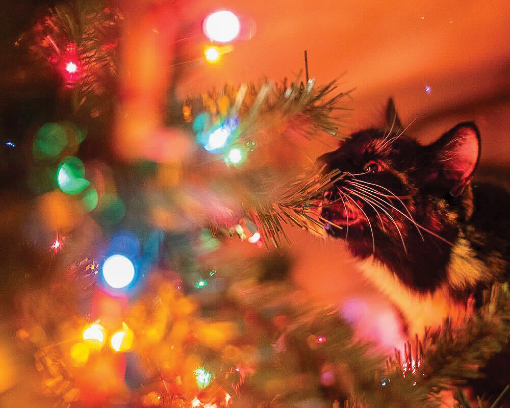 A cat named Frank nibbles on an artificial Christmas tree.