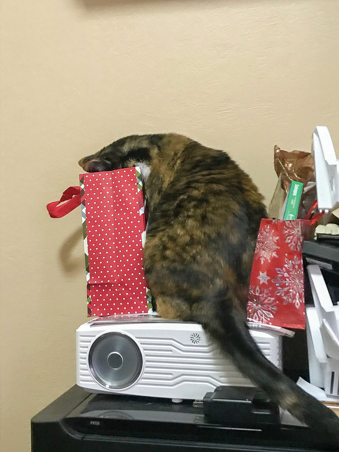 A cat peers into a holiday bag located on a shelf.
