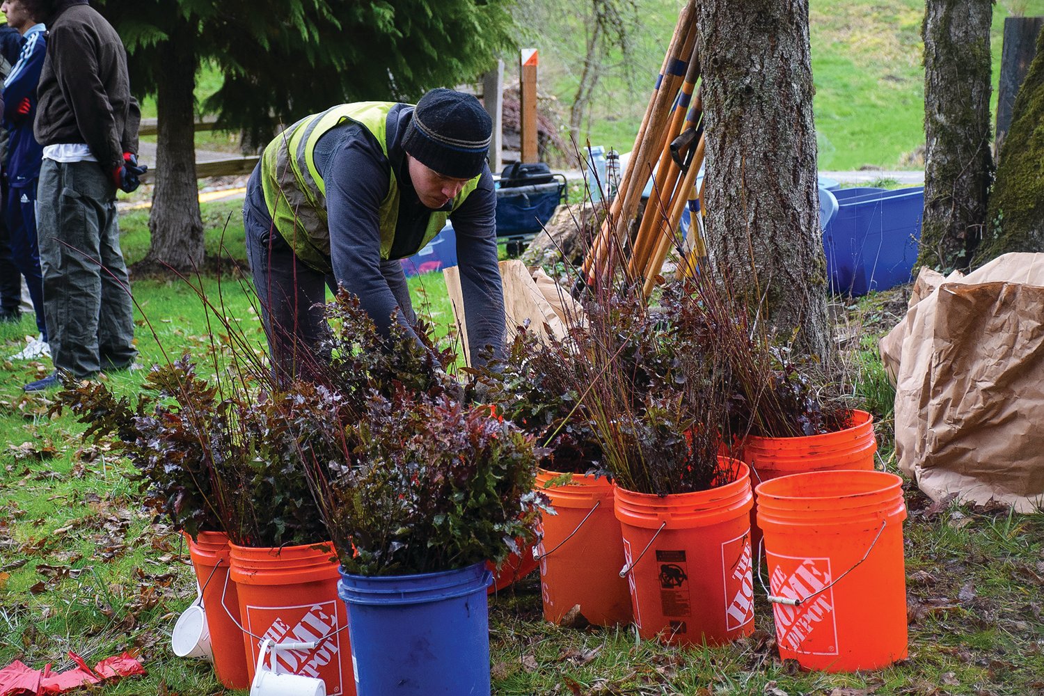 Daniel Pauls, with environmental consultant Green Banks, prepares shrubs and trees so they can be planted along the bank of Gee Creek at Abrams Park in Ridgefield on Feb. 17.