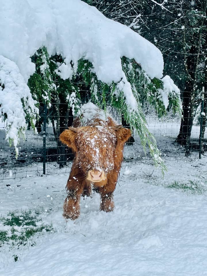 A Scottish highland calf is dusted in snow on a small farm in Battle Ground in this picture taken by Michelle Richards.