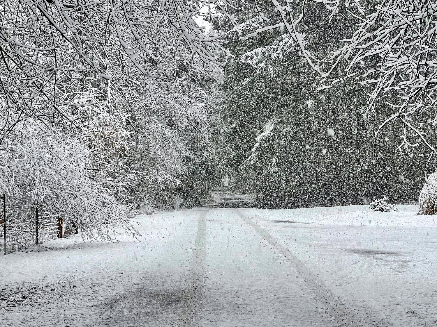 A snow covered road at Multiple Blessings Mini Farm in Ridgefield is framed by trees in this photo taken by Jill McMillan Photography.