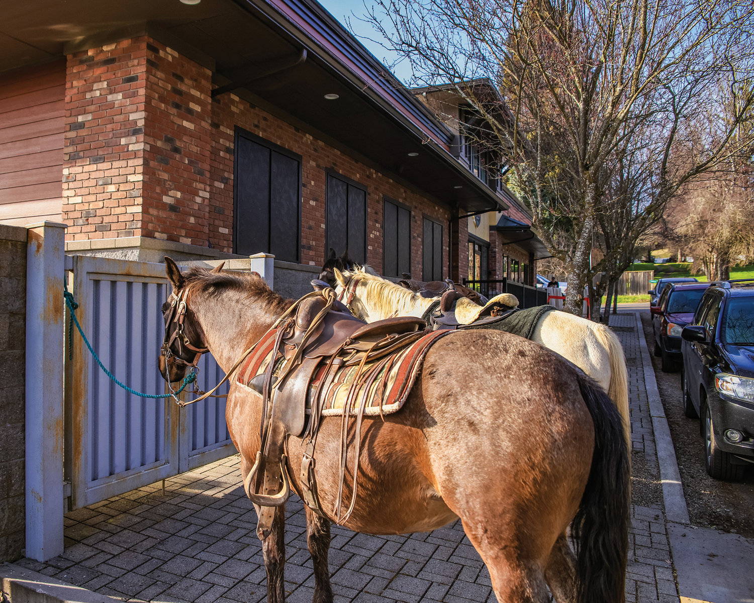 Horses stand outside of Podunk Pizza in La Center during a grand opening ceremony on Saturday, March 18.