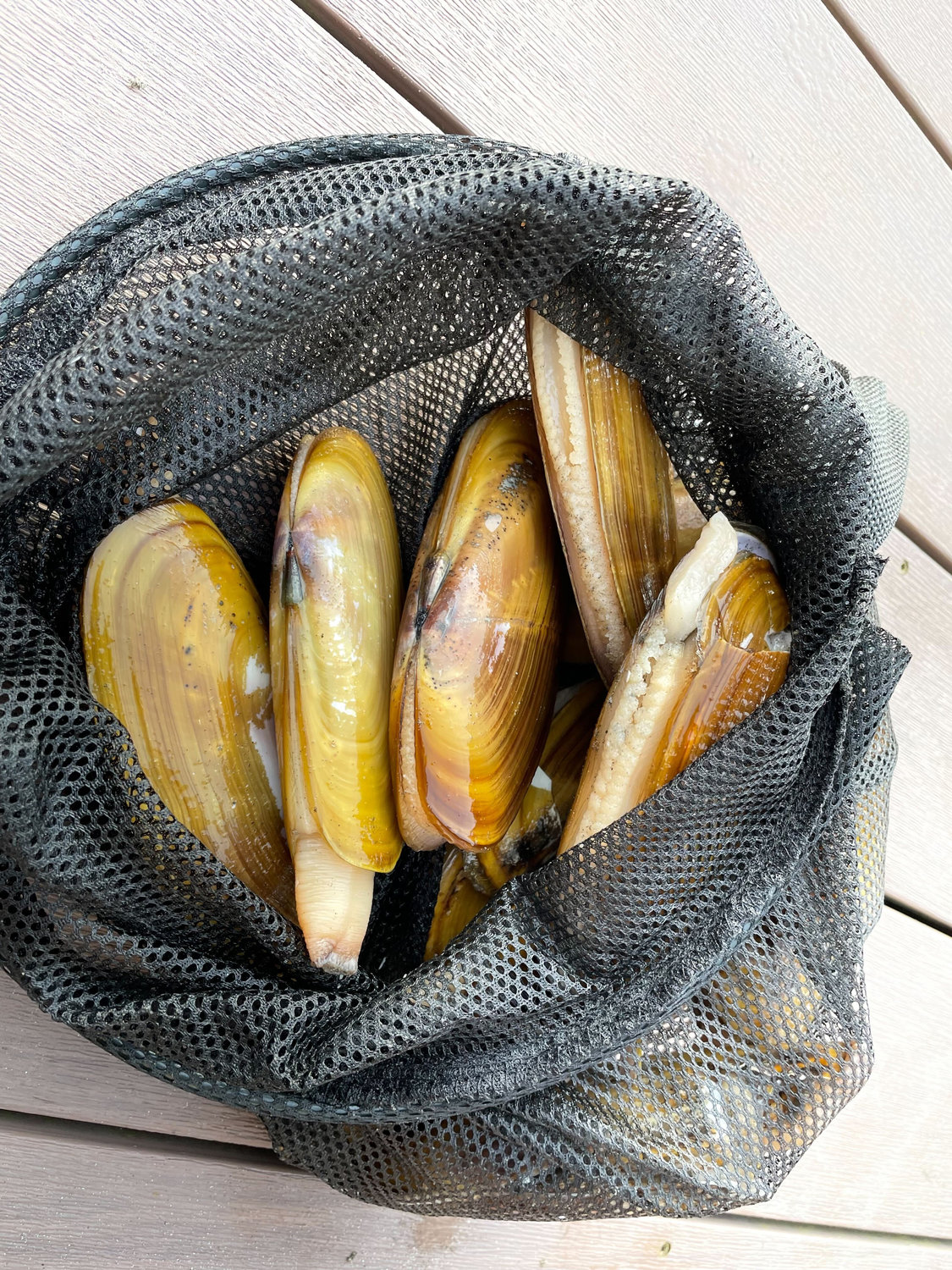 A bag with a limit of 15 razor clams dug at Mocrocks is pictured on March 18.