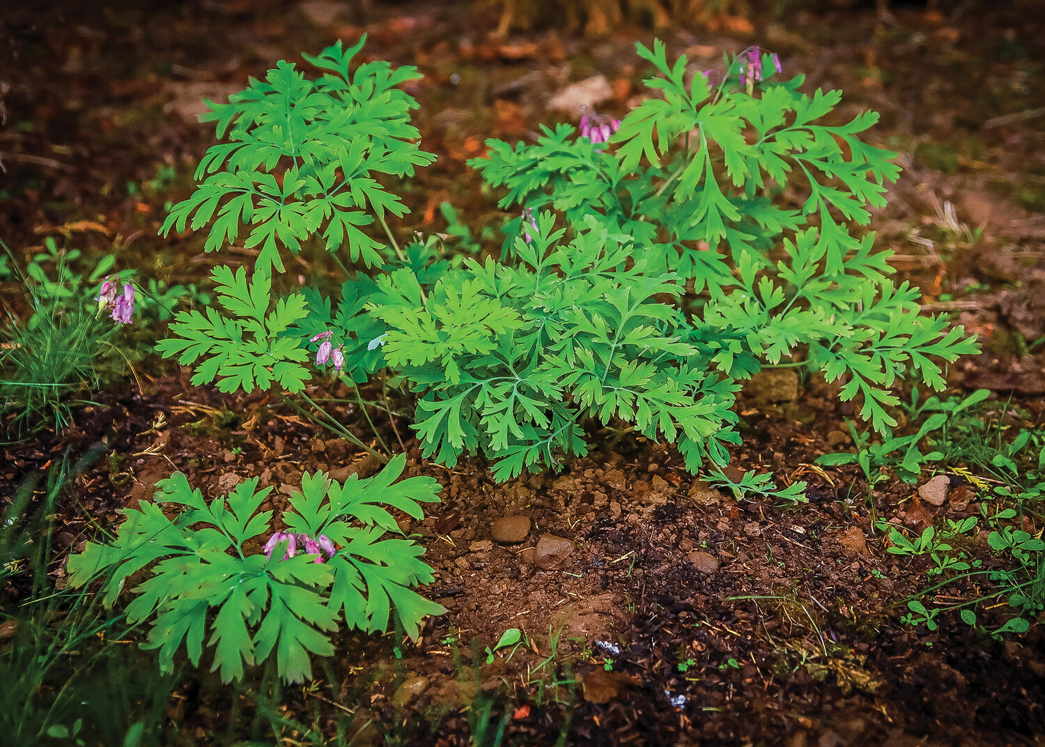 A young Pacific Bleeding Heart plant in a native plant garden near Lewisville Park is seen Friday, June 9.
