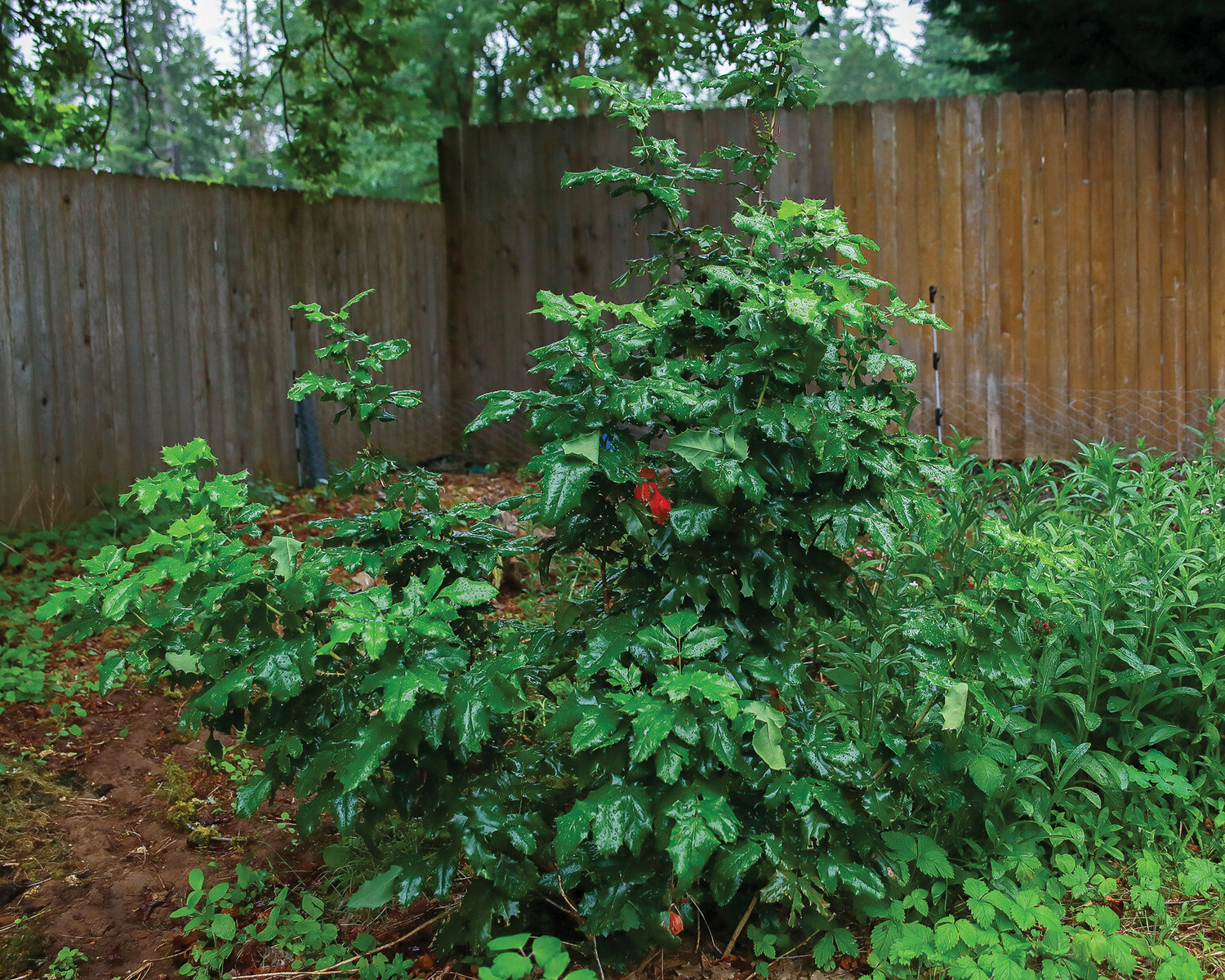 A mature Oregon Grape shrub has reached a height of six feet after being planted three years ago in a native plant garden near Lewisville Park, seen on Friday, June 9.
