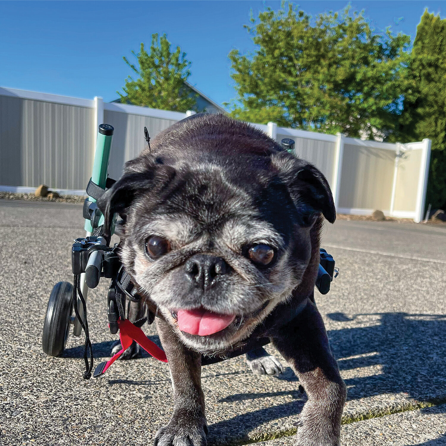 Charlie the pug, owned by Desireé Lorentz, enjoys using his wheelchair, provided by the Church of Pug