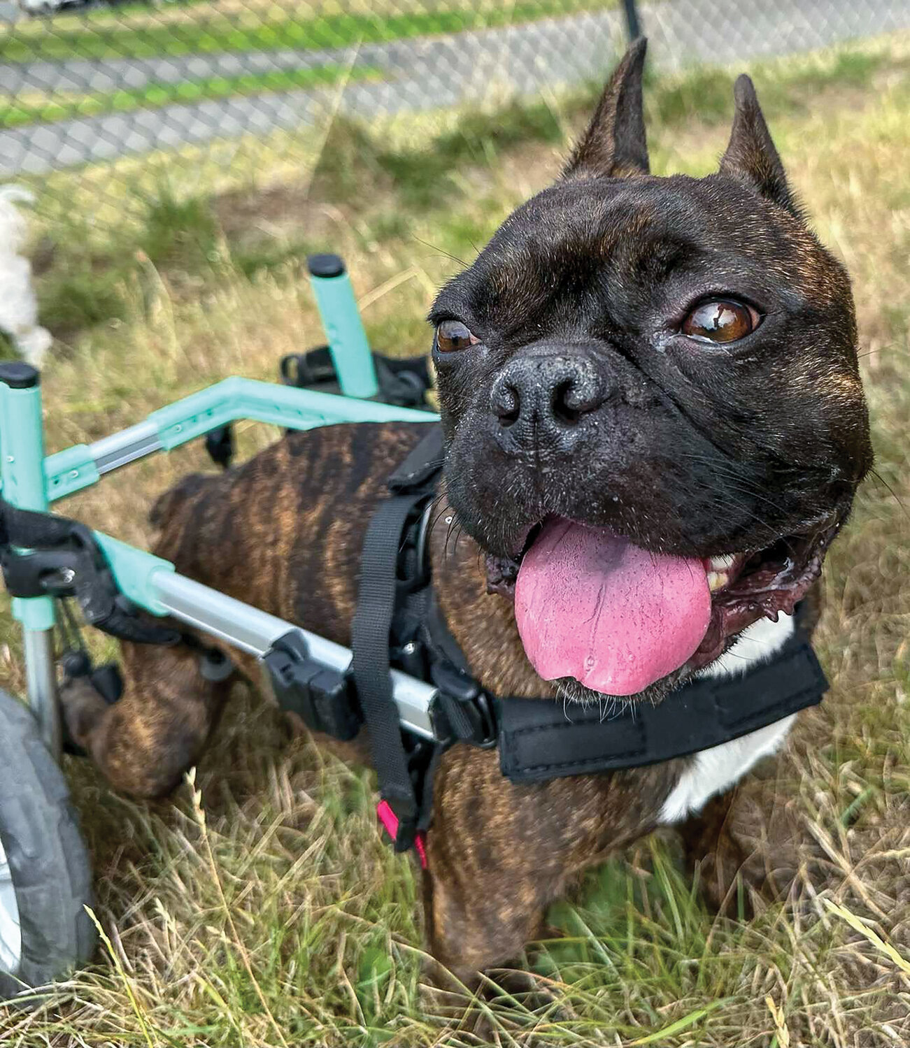 Elmo, a French bulldog who uses a mobility aid, is available for adoption via Church of Pug, an organization dedicated to helping smaller dogs in need.