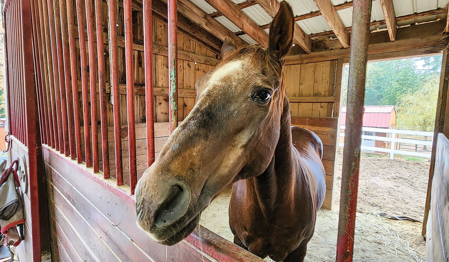 River, a therapy horse rescued from a feedlot by Grace Therapeutic Horse Program.
