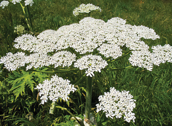 Giant hogweed is a tall noxious weed that secretes a sap which significantly increases the risk of sunburn.